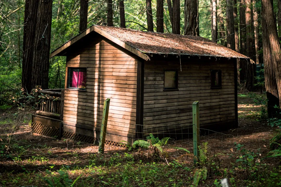 Small wooden cabin beneath tall conifer trees in a sunlit forest