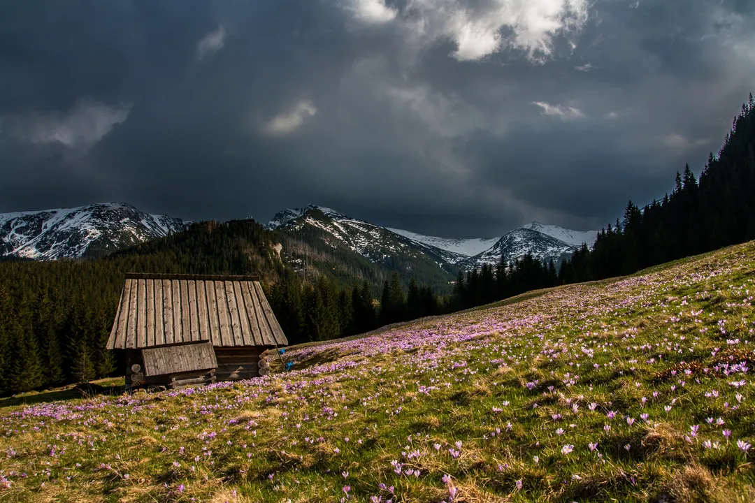 Wooden hut on a meadow of purple crocuses with snowy peaks behind under a cloudy sky